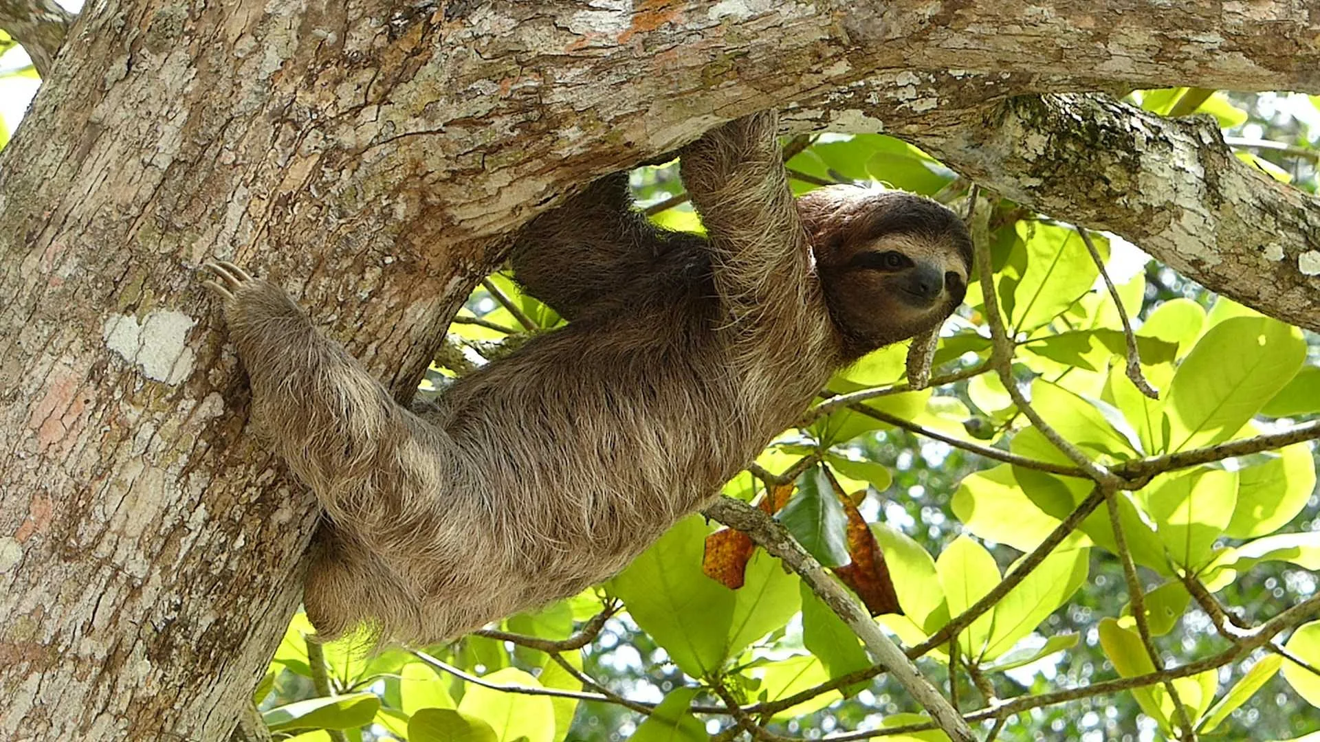 Unsloth's Model Selection Flaw Raises Security Concerns for Developers